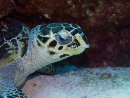 Hawksbill Sea Turtle IMG 9262